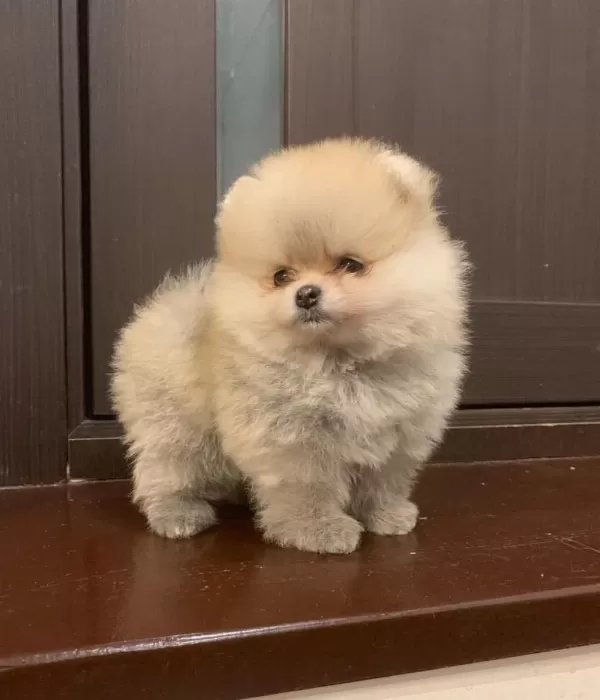 Pomeranian Boo Köpeği