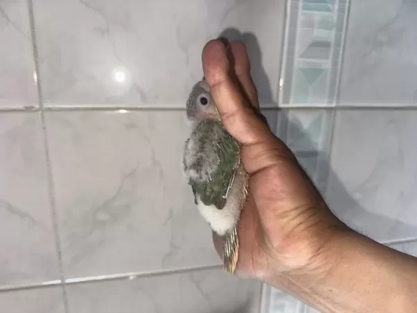 El Besleme Konur Bebekler