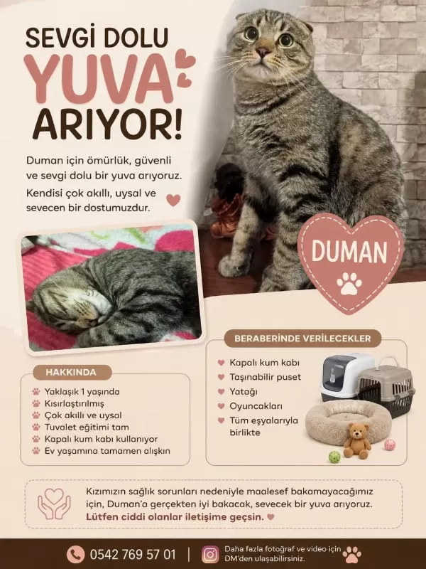 Ücretsiz Acil Sahiplendirilecek Scottish Fold