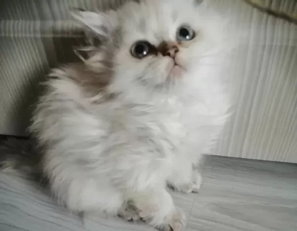Harika Pamuk Bebek Kedimiz