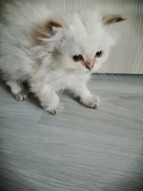 Harika Pamuk Bebek Kedimiz