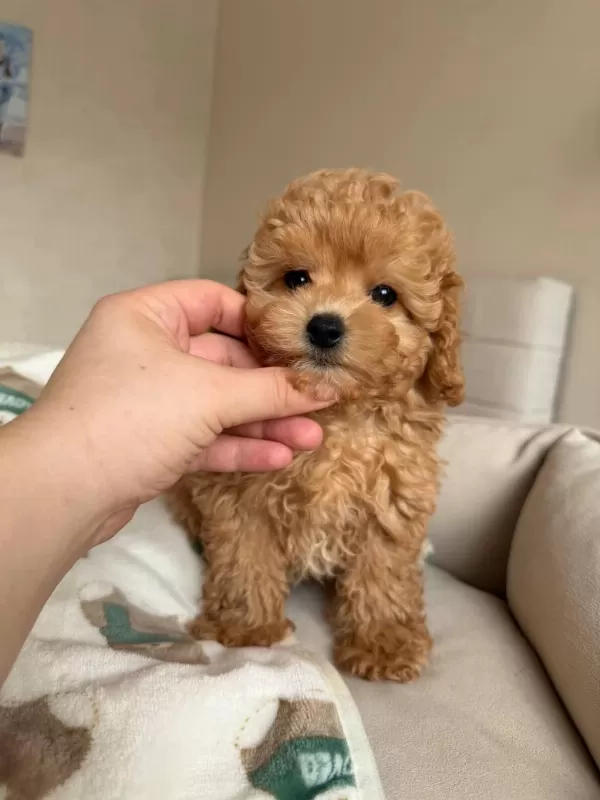 Toy Poodle Bebek Köpeklerimiz