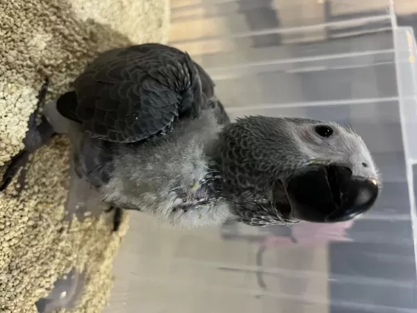 El Besleme 65 Günlük Bebek Kapali Bilezik Jako