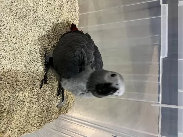 El Besleme 65 Günlük Bebek Kapali Bilezik Jako