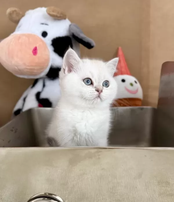 British Shorthair Bebekler