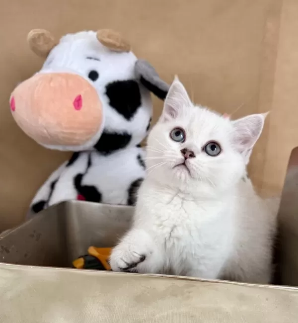 British Shorthair Bebekler