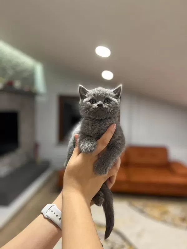 Sağlıklı British Shorthair