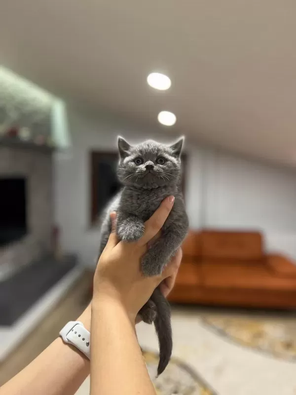 Sağlıklı British Shorthair