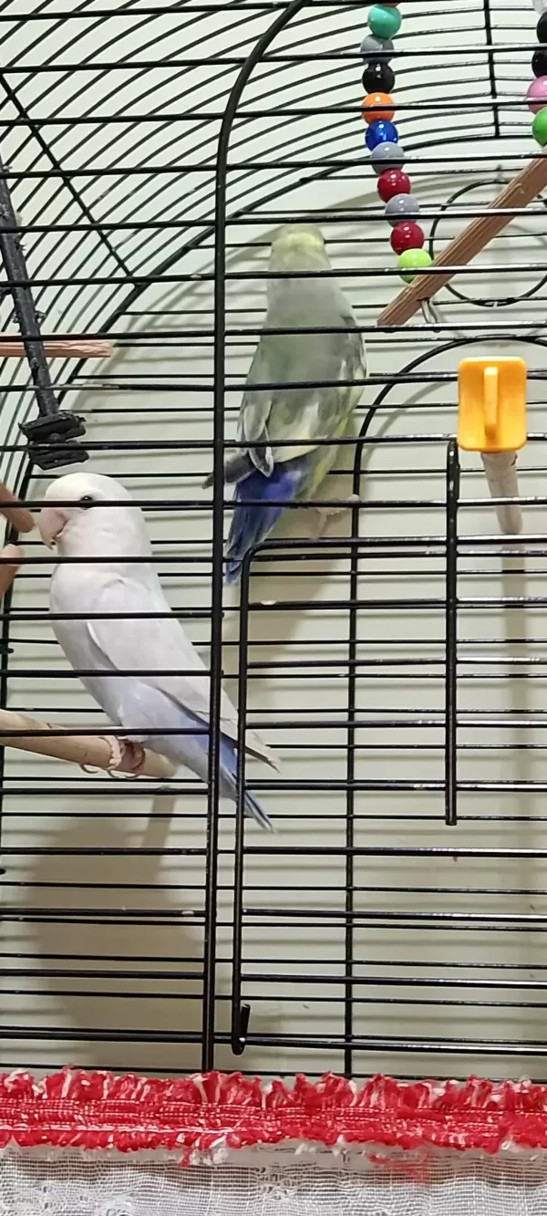 Harika Sevda Papağanları