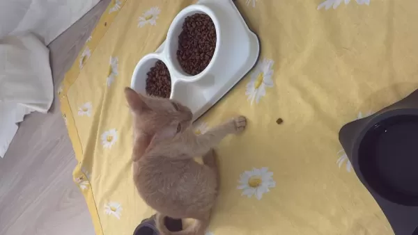 Acil Kedimizi Sahiplendirmek