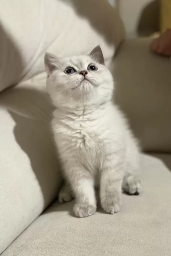 Safkan Scottish Fold Ve British Shorthair Bebeklerim