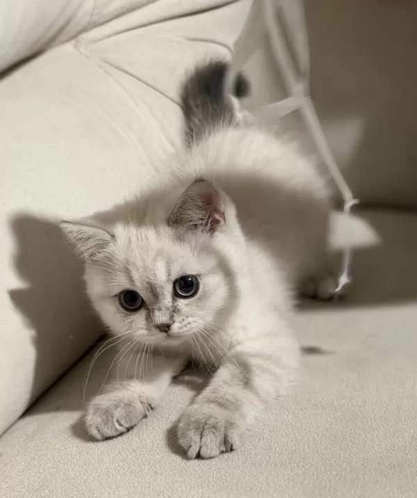 Safkan Scottish Fold Ve British Shorthair Bebeklerim