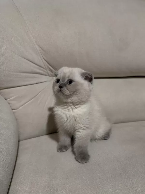 Safkan Scottish Fold Ve British Shorthair Bebeklerim