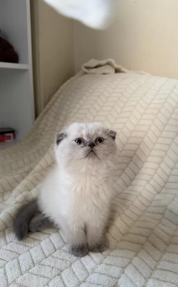 Safkan Scottish Fold Ve British Shorthair Bebeklerim