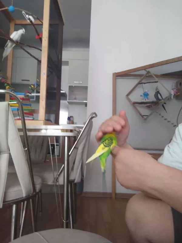 Uyguna Dişi Muhabbet Kuşu