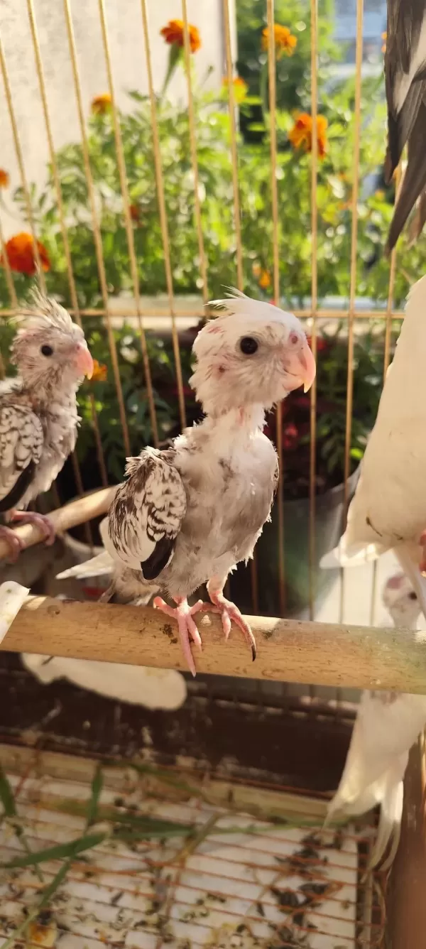Bebek Sultan Papağanlar Uçmaya Hazır