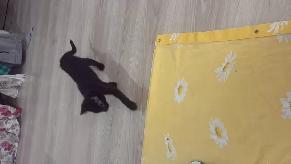Acil Melez Kedimizi Sahiplendirme
