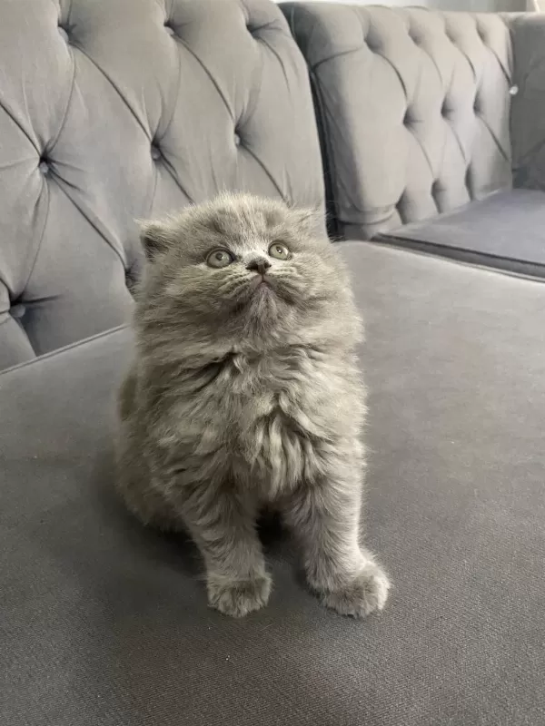 British Longhair 2 Aylık