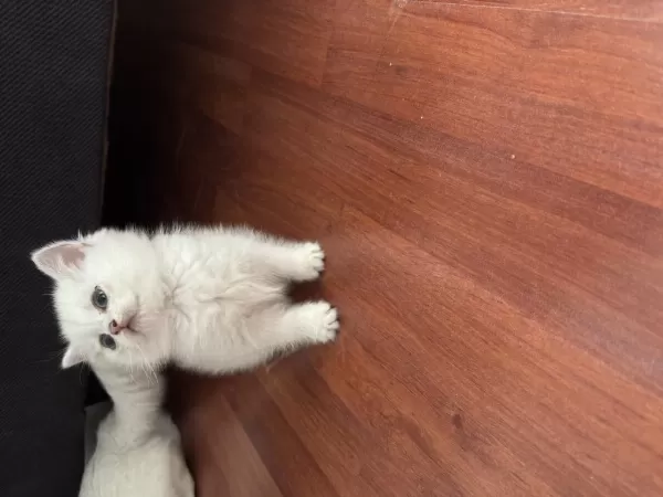 British Shorthair Silver