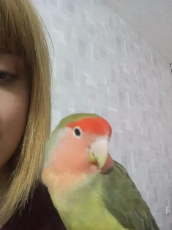 Evcil Sevda Papağanlar