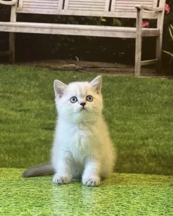 British Shorthair Silver Yavrularim