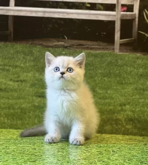 British Shorthair Silver Yavrularim