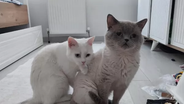 British Shorthair Kedisi