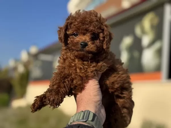 Petmode Köpek Çiftliğinden Kore Toy Poodle