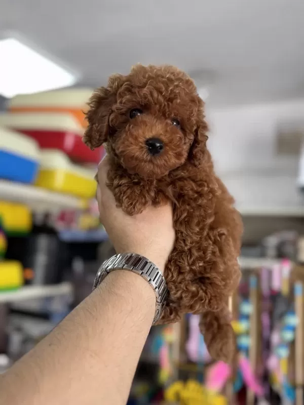 Toy Poodle Kore Kan Yavrularımız Kg Garantili