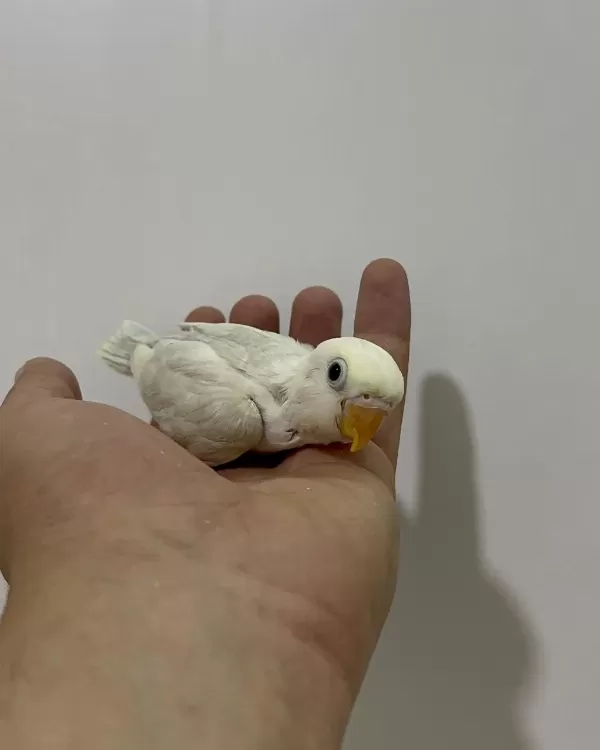 El Besleme Yavru Cennet Sevda Papağanlar