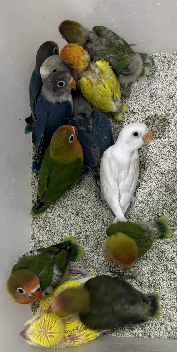 El Besleme Yavru Cennet Ve Sevda Yavrular