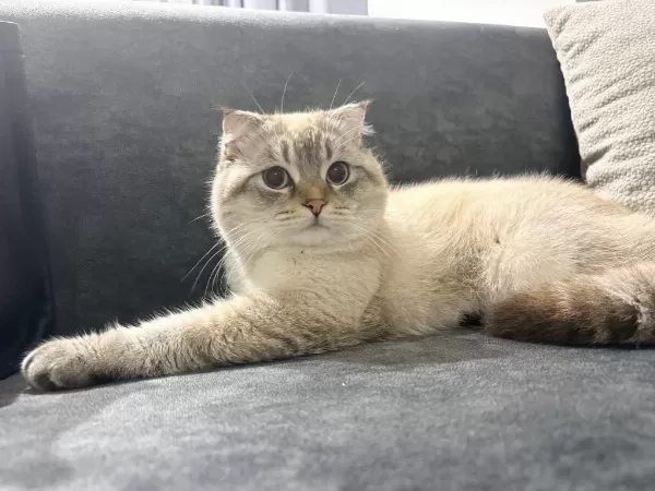 Erkek Scottish Fold Kedisi
