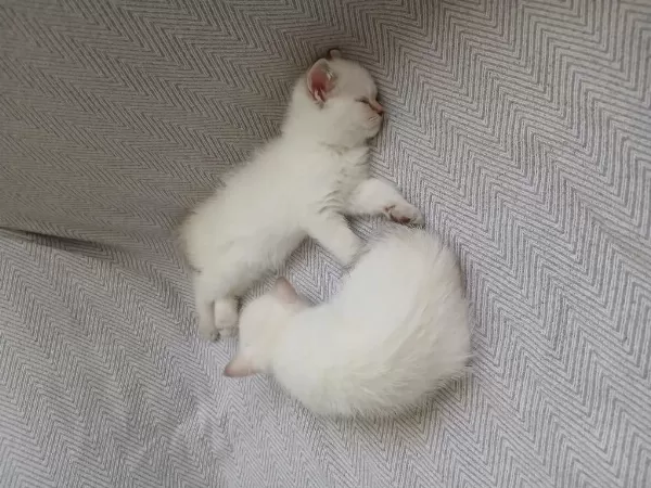 Mavi Gözlü Safkan Dişi British Shorthair Yavrum