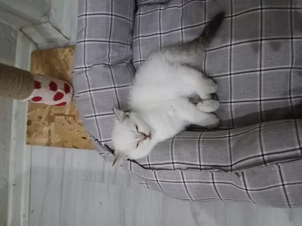 Mavi Gözlü Safkan Dişi British Shorthair Yavrum