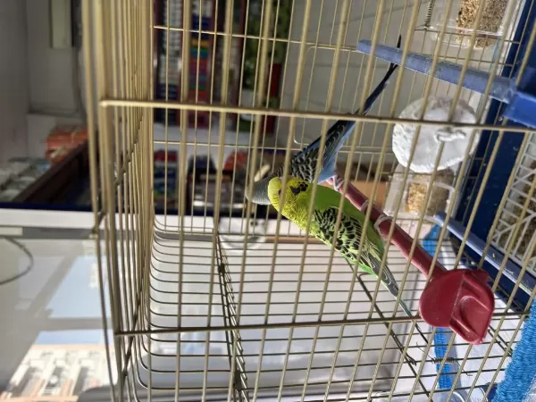 Dişi Ve Erkek Muhabbet Kuşu Kafeside Dahil