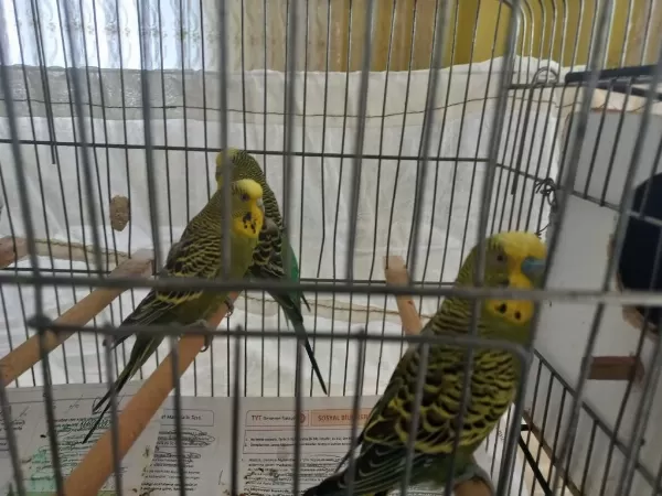 Yavrulamaya Hazır Anaç Muhabbet Kuşları