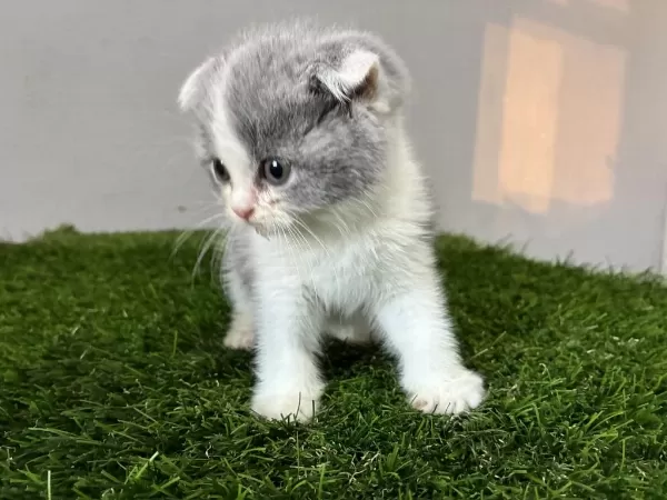 Scottish Fold Bi Color Nadir Renk