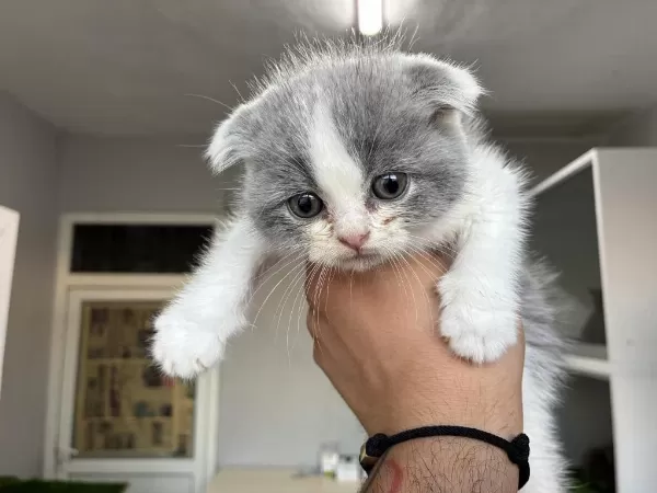 Scottish Fold Bi Color Nadir Renk