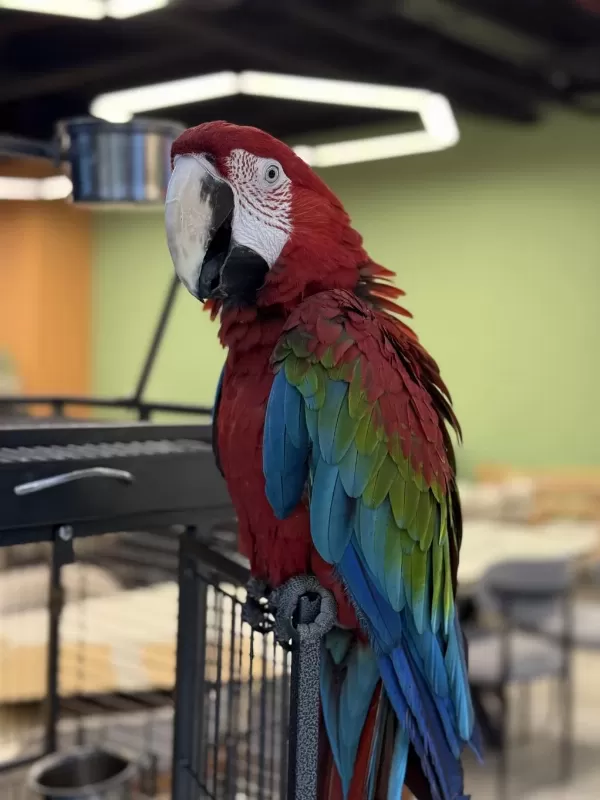 Ara Macaw Yavrusu Yari Evcil