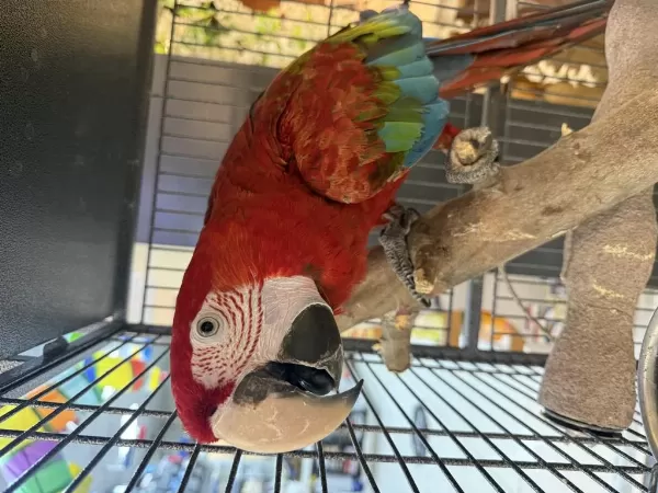 Ara Macaw Yavrusu Yari Evcil