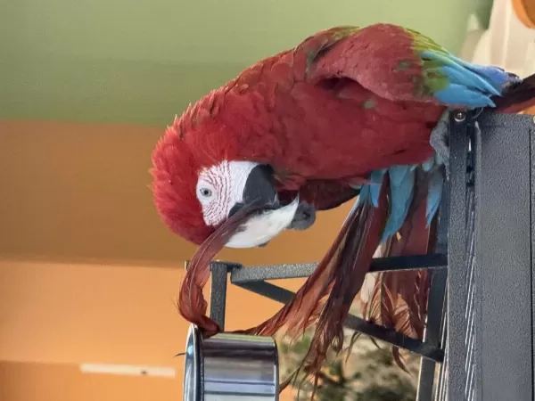 Ara Macaw Yavrusu Yari Evcil