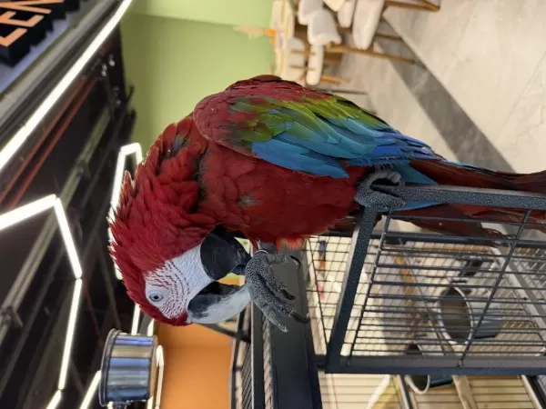Ara Macaw Yavrusu Yari Evcil
