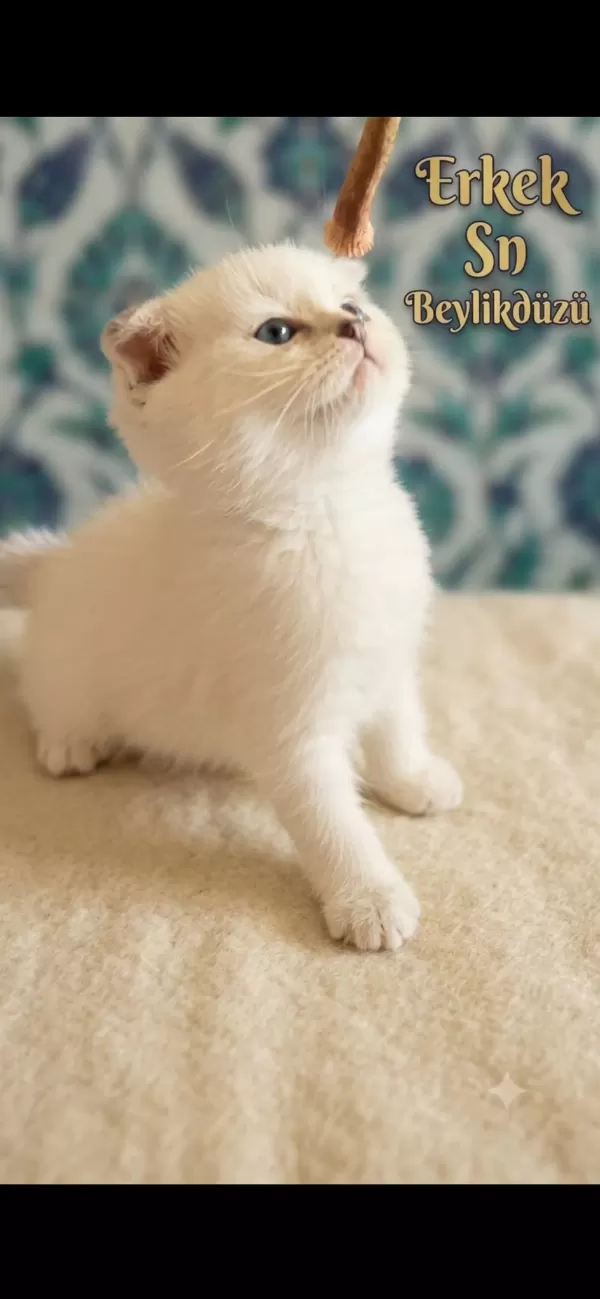 Scottish Fold Kediler
