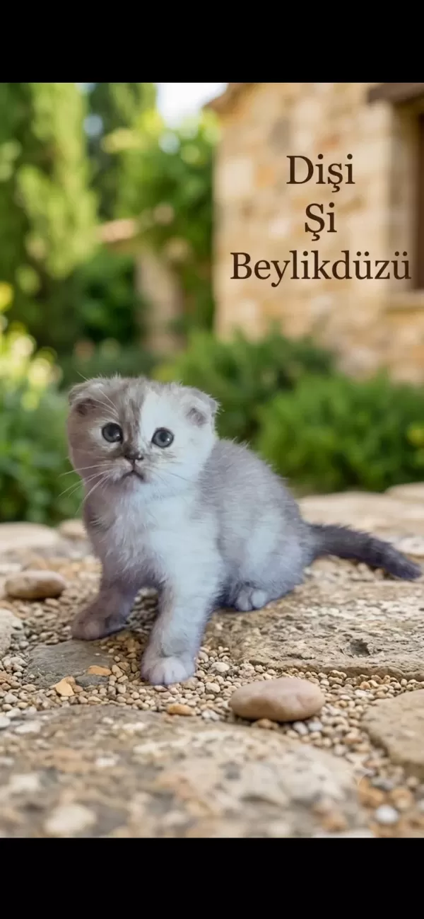 Scottish Fold Kediler