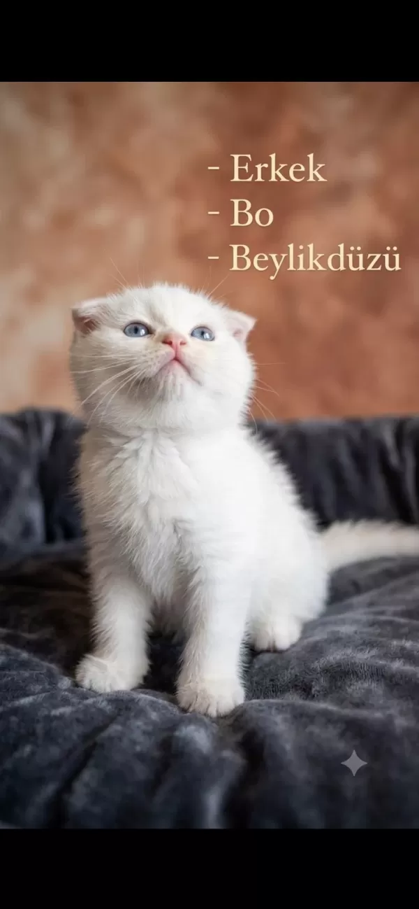Scottish Fold Kediler