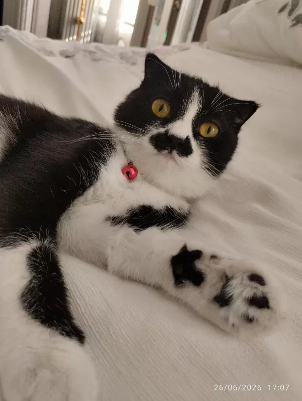 Scottish Fold Kedisi