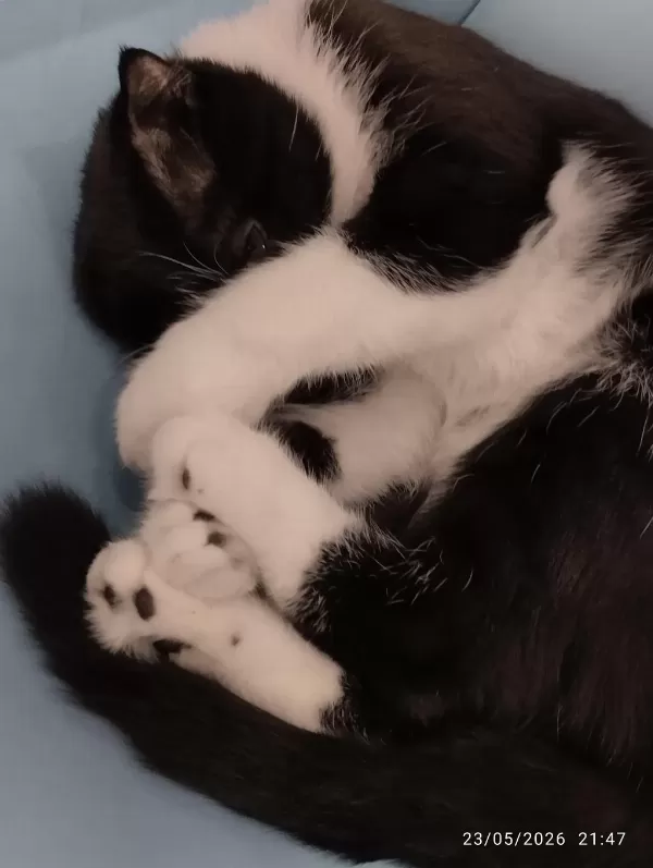 Scottish Fold Kedisi