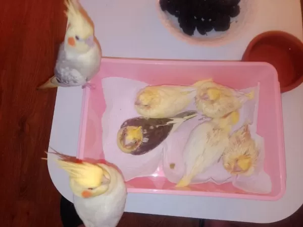 Akkuş Üretim Çiftliğinden Sultan Papağanlari