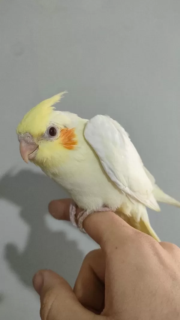 2 Aylık Sultan Papağanı Yavrusu