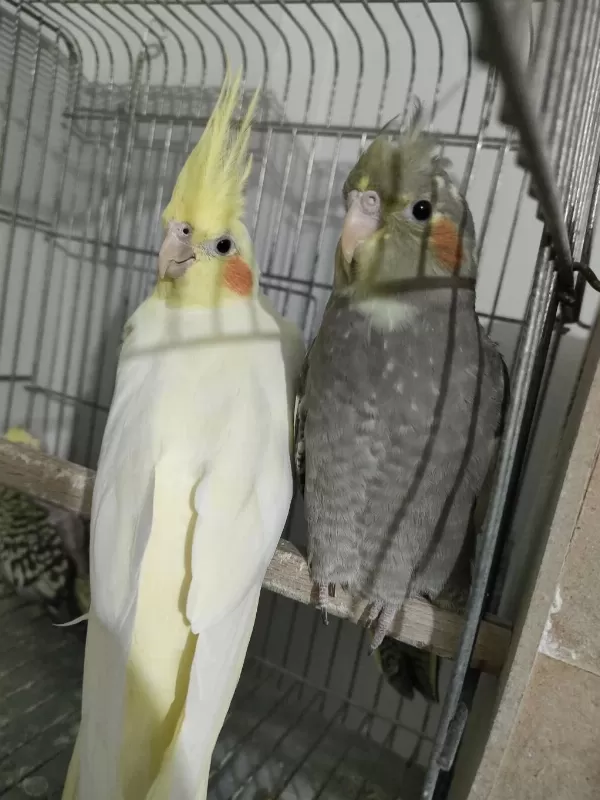 2 Aylık Sultan Papağanı Yavrusu